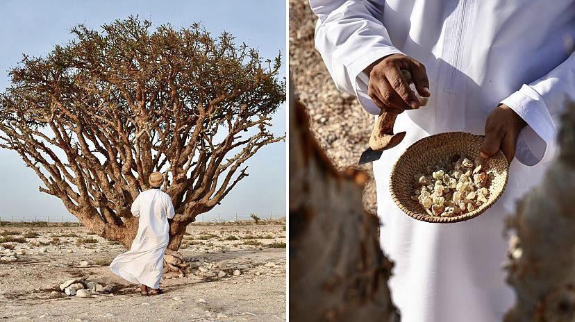 Frankincense in Skincare: Benefits, Science & Neal’s Yard Remedies